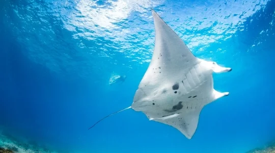 【ゴールドコースト発着】世界遺産レディエリオット島1日観光ツアー